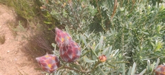 Leucadendron rubrum