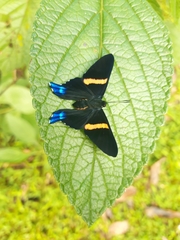 Ancyluris inca inca