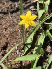 Hypoxis argentea