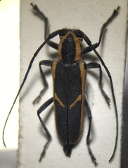 Saperda lateralis