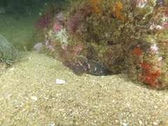 Gobius cruentatus