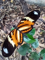 Heliconius ethilla
