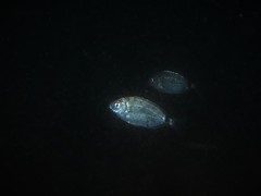 Diplodus bellottii