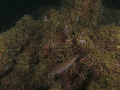 Ctenolabrus rupestris