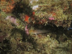 Gobius xanthocephalus