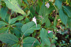Impatiens devolii