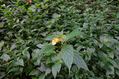 Impatiens tayemonii