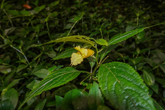 Impatiens tayemonii