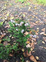 Symphyotrichum