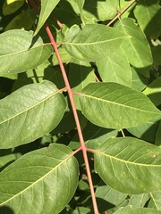 Ailanthus altissima