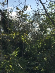 Ailanthus altissima