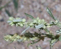 Atriplex elegans