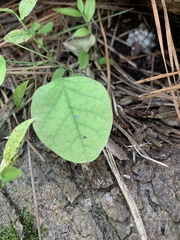 Desmodium rotundifolium