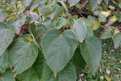 Idesia polycarpa