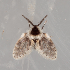 Lepiseodina conspicua