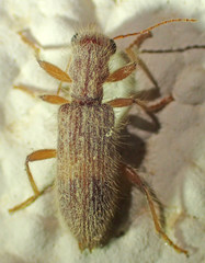 Cymatodera fuchsii