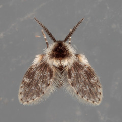 Lepiseodina conspicua