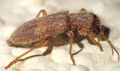 Cymatodera fuchsii