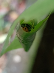 Bibasis harisa consobrina