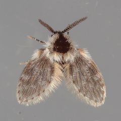 Lepiseodina conspicua