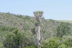 Euphorbia triangularis