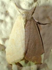 Trichocosmia inornata