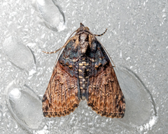 Lophoptera phaeobasis