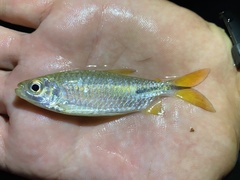 Brycinus kingsleyae