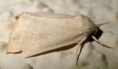 Trichocosmia inornata