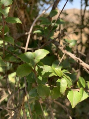 Scolopia mundii