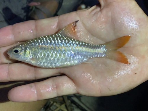 Guiral's barb (Enteromius guirali) — Cyprinidae — 2