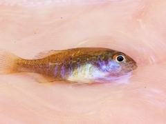 Lepomis auritus