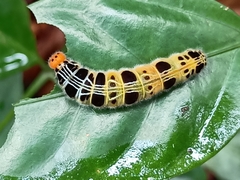 Bibasis harisa consobrina