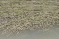 Zostera capensis