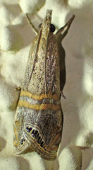 Euchromius