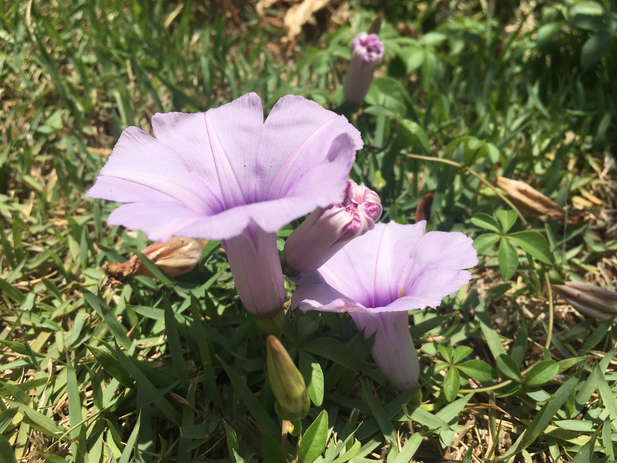 Ipomoea cairica