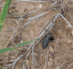 Cicindela punctulata punctulata