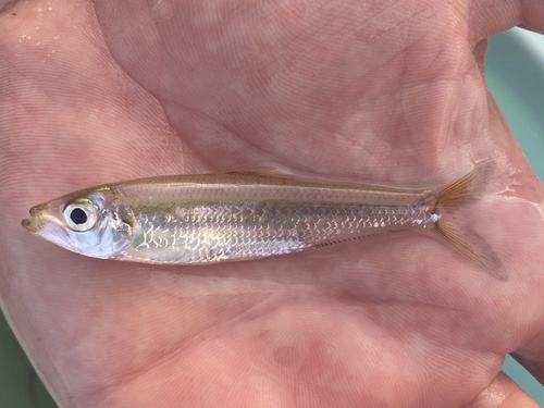 Pellonula (Pellonula vorax) — Clupeidae