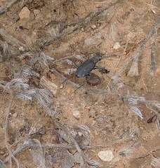Cicindela punctulata punctulata