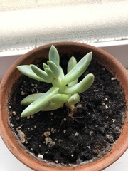 Pachyphytum