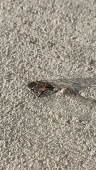 Boisea trivittata
