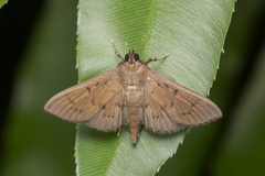Phostria