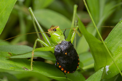 Hexacentrus unicolor