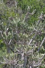 Euphorbia triangularis