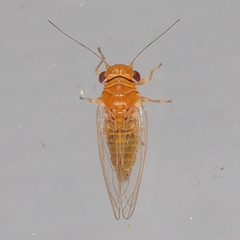 Heteropsylla