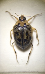 Peltodytes edentulus