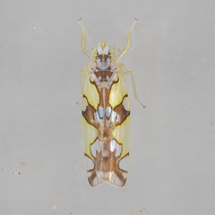 Protalebrella conica