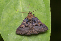 Bertula depressalis