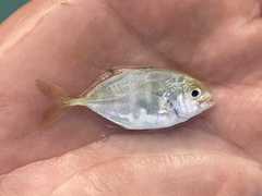 Caranx