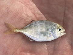 Caranx